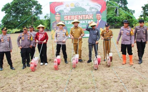 Kapolres Enrekang AKBP Dedi Surya Dharma Terjun Tanam Jagung Serentak 1juta Ha