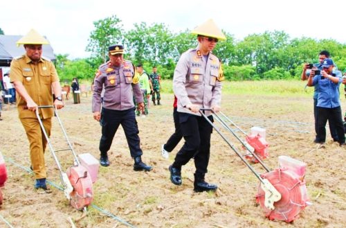 Responsif Aksi Tanam Jagung Serentak Nasional Tingkat Polres Enrekang Polda Sulsel