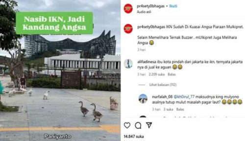 Jagat Media Sosial Heboh! Bebek dan Angsa Berkeliaran di Kawasan Istana Negara IKN