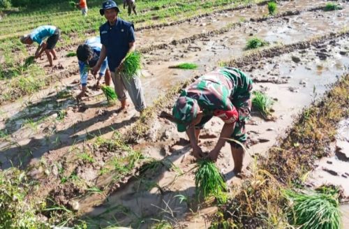 Babinsa Koramil 1419-03/Baraka, Lakukan Pendampingan Petani Tanam Padi