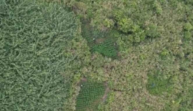 Terungkap! 1 Hektare Ladang Ganja di Bromo, Publik Curiga Drone Dibatasi