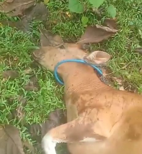 Gempar, Marak Kasus Sapi Mati Mendadak di Muna Barat Dugaan Diracun