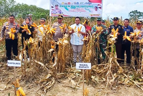 Kapolri Vidcon Kapolres AKBP Hari Budiyanto Dan Wabup Enrekang di Panen Raya Jagung