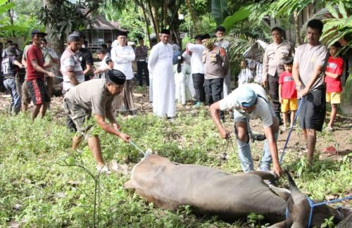 Hari Raya Idul Adha 1446 H Polres Enrekang Berqurban 7 Ekor Sapi dan 2 Ekor Kambing