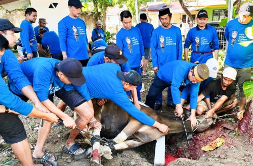 Kejari Enrekang Berbagi Sembelih 3 Sapi  Dan 2 Ekor Kambing Idul Adha 1446 H