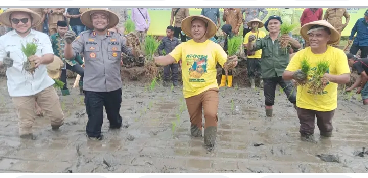 Bupati Muna Barat Tanam Padi Serentak 866 Hektar, Serahkan 39 Ton Benih