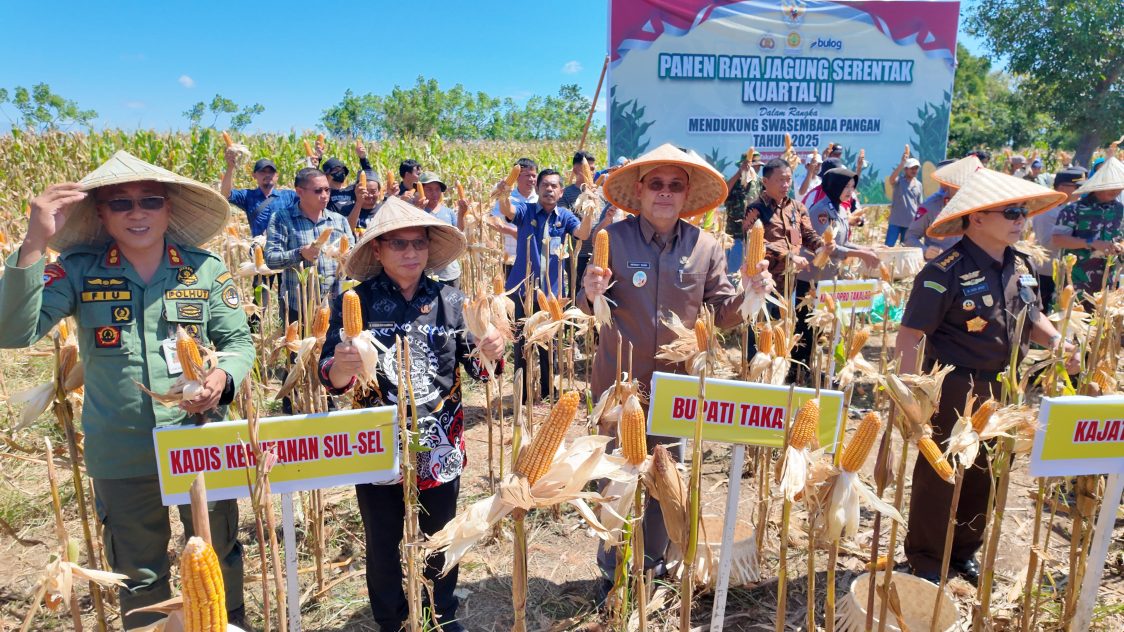 Wabup Takalar Dampingi Kapolda dan Pangdam, Panen Raya Jagung di Mangarabombang