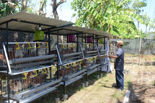 Program Ekonomi Hijau Terpadu Diluncurkan di Tanjung Merdeka Makassar