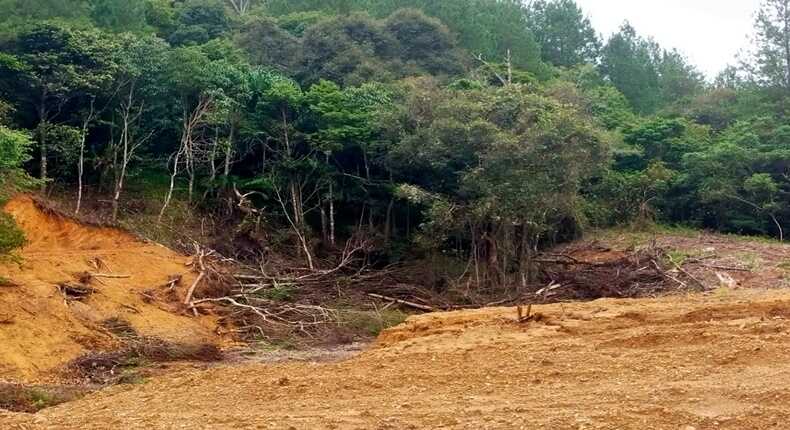 Hutan Lindung Malino Digunduli, Diduga Mafia Kayu Kuasai Puluhan Hektare