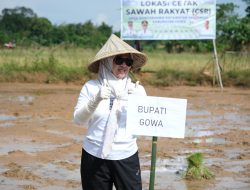Bupati Gowa Turun Sawah, Genjot Swasembada Pangan Lewat CSR