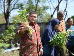 Urban Farming Makassar, Solusi Pangan hingga Cegah Stunting